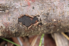 Biscogniauxia capnodes