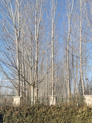 Populus candicans
