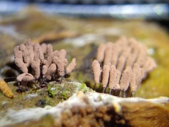 Stemonitopsis hyperopta