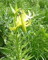 Lilium kesselringianum