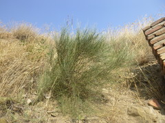 Ephedra procera