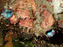 Stolidobranchia