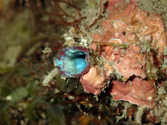 Stolidobranchia