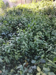 Ruscus hypophyllum
