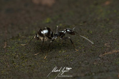 Leptomyrmex burwelli