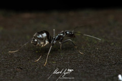 Leptomyrmex burwelli