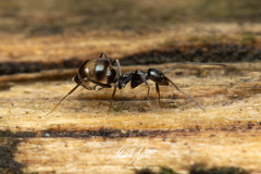 Leptomyrmex burwelli