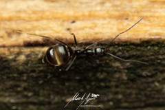 Leptomyrmex burwelli