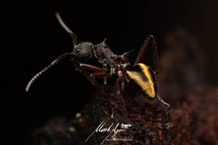 Dolichoderus extensispinus