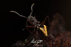 Dolichoderus extensispinus