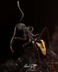 Dolichoderus extensispinus