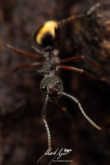 Dolichoderus extensispinus