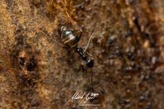 Leptomyrmex burwelli