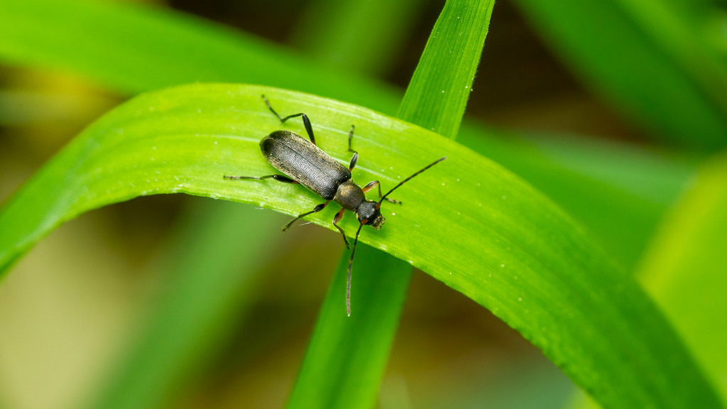 common grammoptera from Liesing, 1230 Vienna, Austria on May 18, 2019 ...