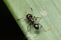 Orectognathus phyllobates