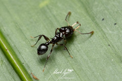 Orectognathus phyllobates