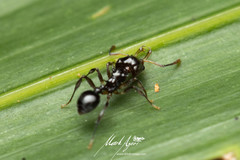 Orectognathus phyllobates