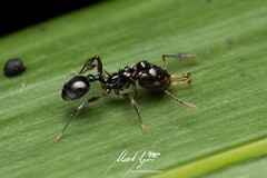 Orectognathus phyllobates