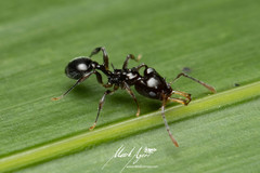 Orectognathus phyllobates