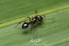 Orectognathus phyllobates