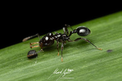 Orectognathus phyllobates