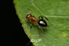 Prolasius convexus