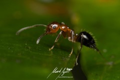 Prolasius convexus