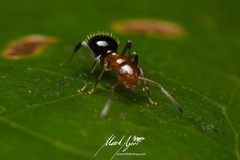Prolasius convexus