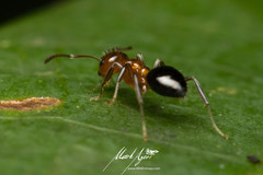 Prolasius convexus
