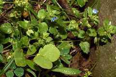 Veronica arvensis