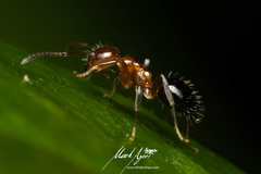 Prolasius convexus