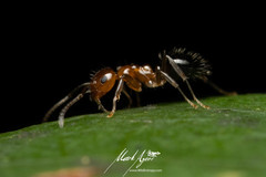 Prolasius convexus