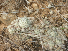 Orostachys thyrsiflora