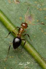 Prolasius convexus