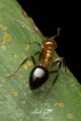 Prolasius convexus