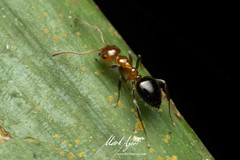 Prolasius convexus