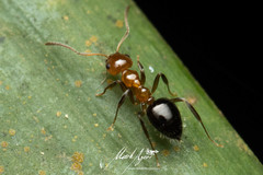 Prolasius convexus