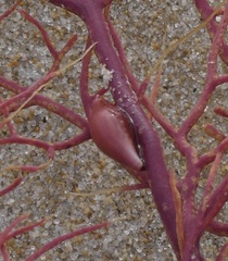 Simnia spelta