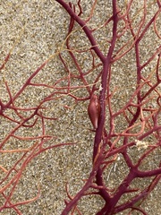 Simnia spelta