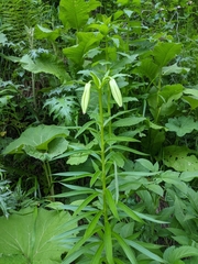 Lilium kesselringianum