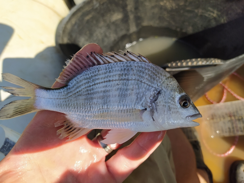 Estuarine Bream