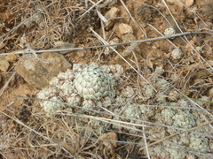 Orostachys thyrsiflora