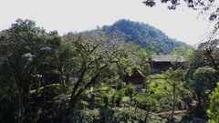 Pseudobombax ellipticum