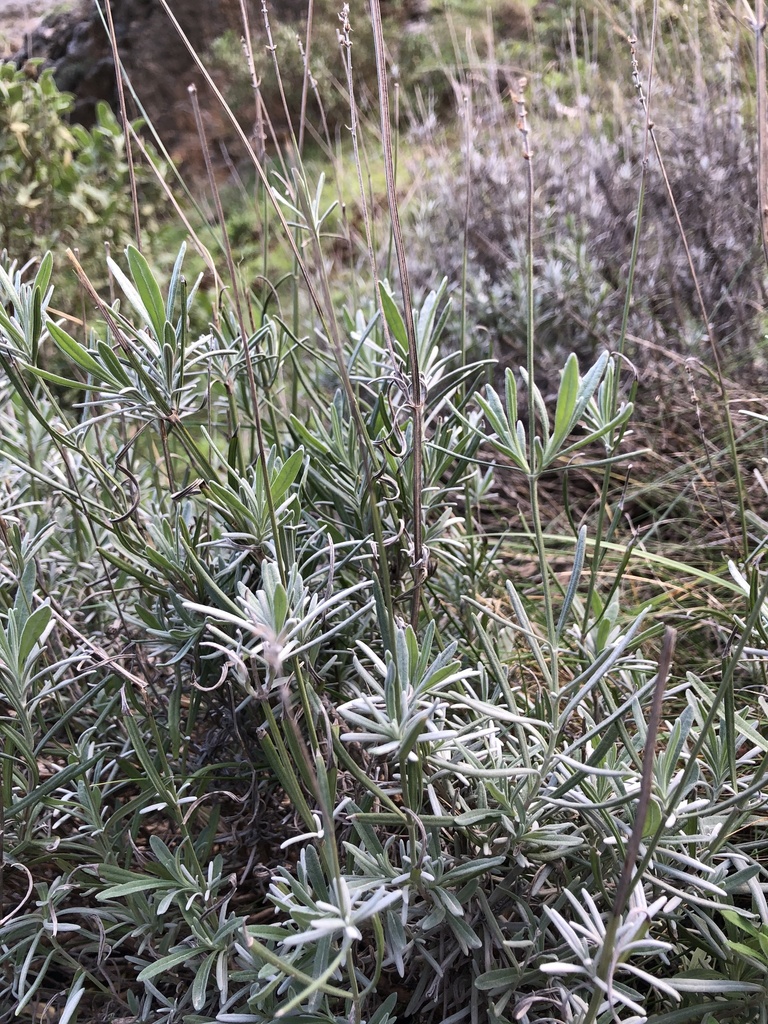 Common Lavender