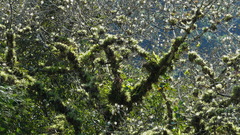 Pseudobombax ellipticum