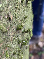 Orthotrichum stramineum