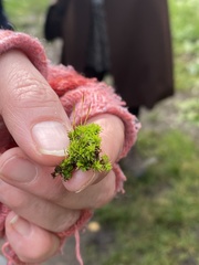 Syntrichia laevipila