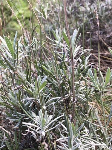 Lavandula angustifolia