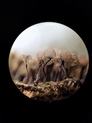 Cribraria intricata