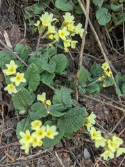 Primula pseudoelatior
